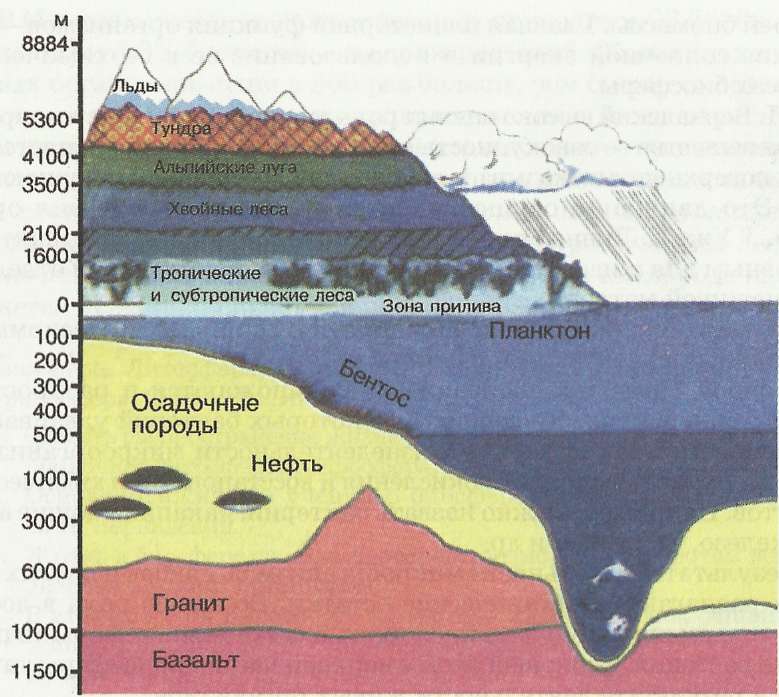 Биосфера и характеристики биомассы планетки земля » электрический учебник по биологии