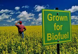 У биотоплива в сша неувязка в перспективе! / другое горючее / анализ на rosinvest.com