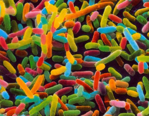 Сделаны на генном уровне спроектированные бактерии, вырабатывающие биотопливо, схожее по составу бензину » dailytechinfo - анонсы науки и технологий, новинки техники.
